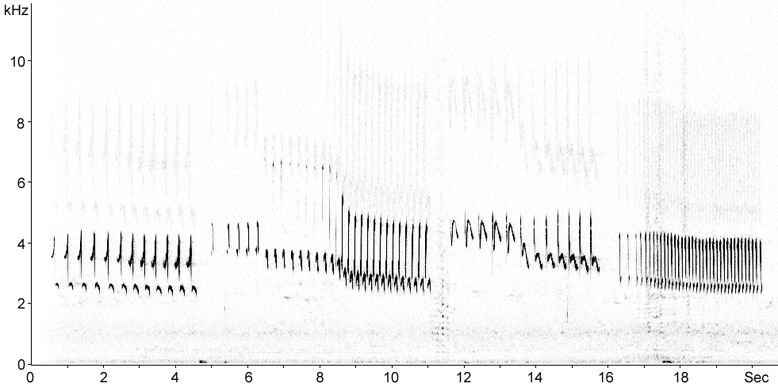 Sonogram of Woodlark song