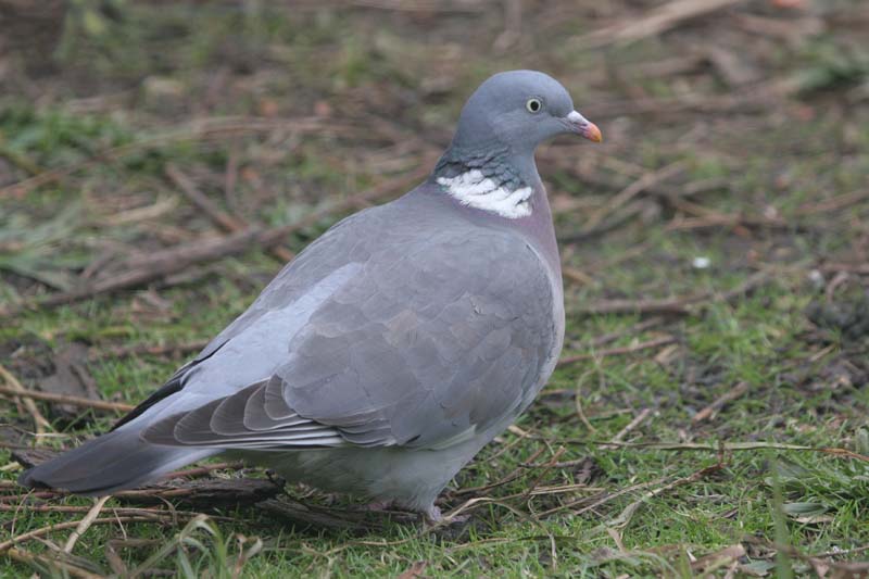 Wood Pigeon  2005  F. S. Simpson