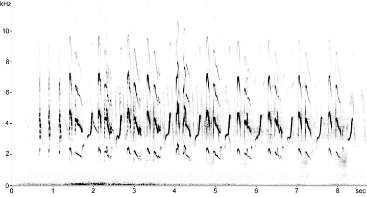 Sonogram of territorial/displaying Wood Sandpiper