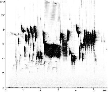 Sonogram of Eurasian Wren song