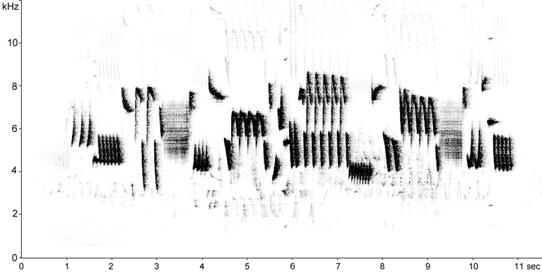 Sonogram of Eurasian Wren song
