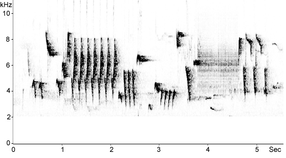 Sonogram of Eurasian Wren song