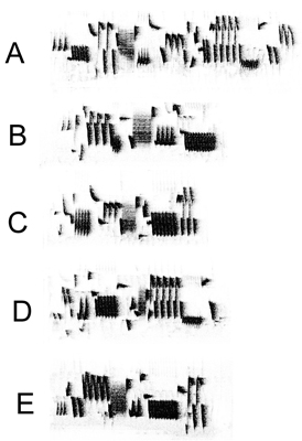 Eurasian Wren Song Type Sequence - 5 song types in 2h repertoire