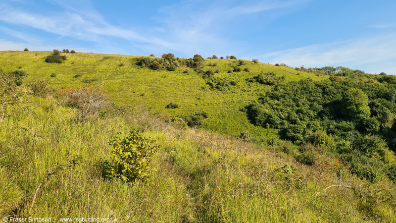 Habitat of Sickle-bearing Bush-cricket (Phaneroptera falcata)  Fraser Simpson