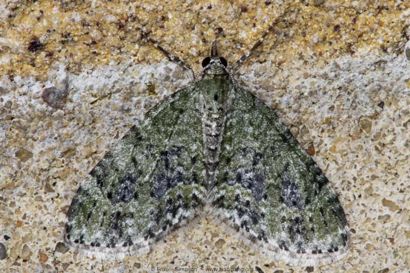 Yellow-barred Brindle (Acasis viretata) � Fraser Simpson