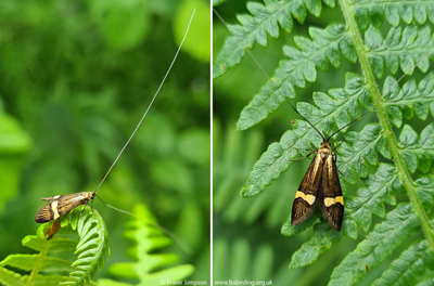 Yellow-barred Longhorn (Nemophora degeerella) � Fraser Simpson