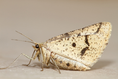 Yellow Belle (Aspitates ochrearia)  Fraser Simpson