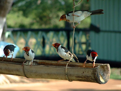 Yellow-billed Cardinal