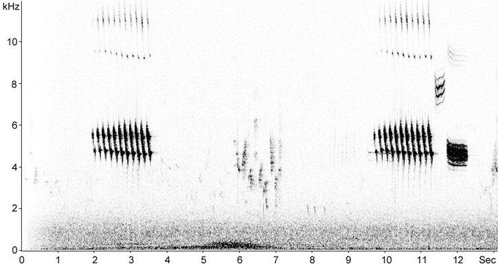Sonogram of Yellowhammer song