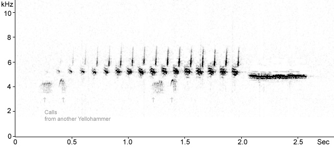 Sonogram of Yellowhammer song