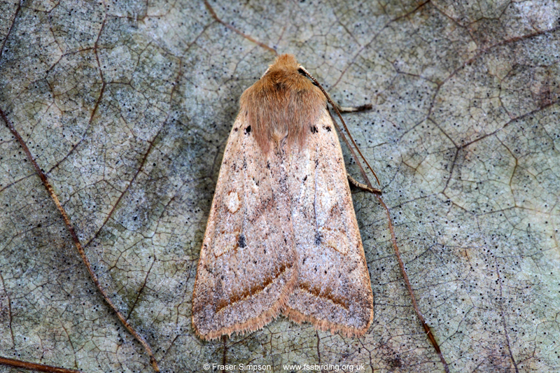 Yellow-line Quaker (Agrochola macilenta) � Fraser Simpson