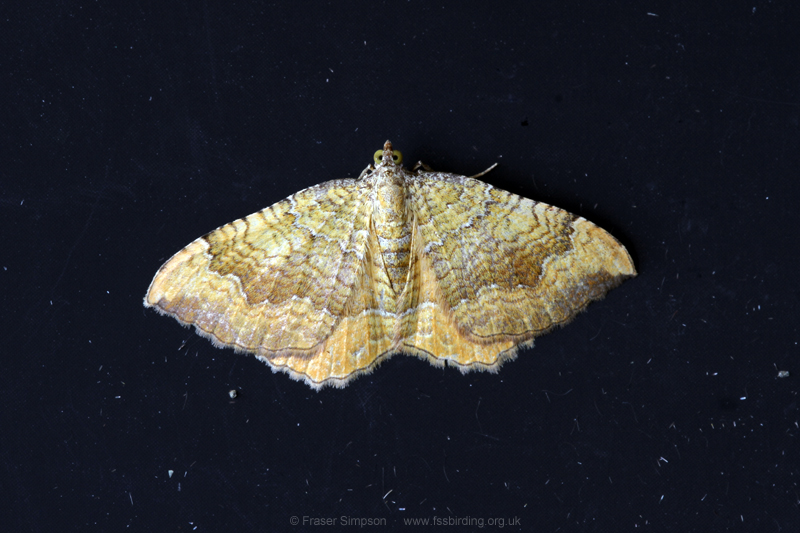 Yellow Shell (Camptogramma bilineata) � Fraser Simpson